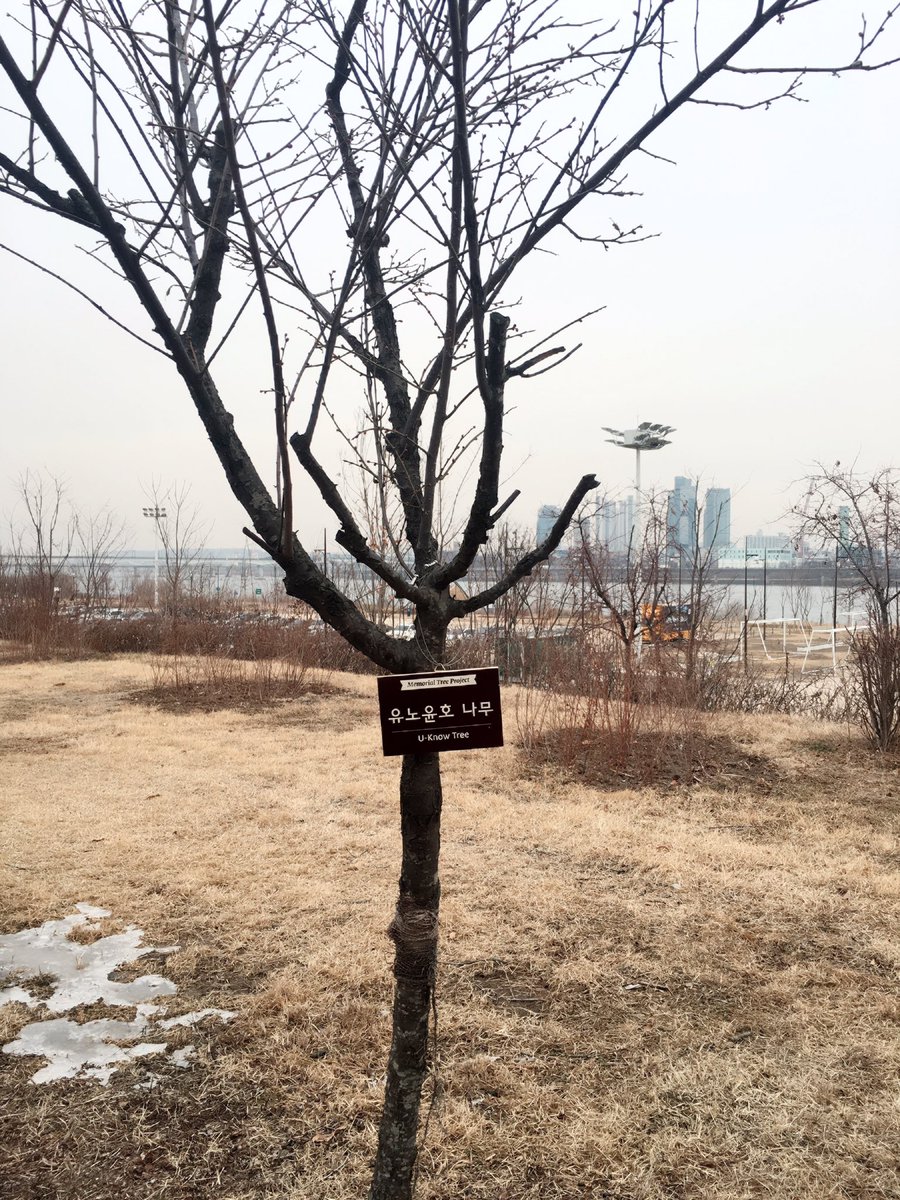 happytvxqtree's tweet photo. #동방신기숲 #유노윤호 나무 #최강창민 나무 모두 꽃 피울 준비를 한창 하고 있더라구요! 꽃도 얼른피고 동방신기도 얼른 다시 만났으면! https://t.co/lQiyU27dto