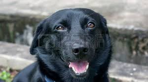 davidshortnacy1's tweet photo. This     is my dog she died last 😩😭😫😥 please like this pic if you feel sorry for me https://t.co/1LM7Ao9pZZ