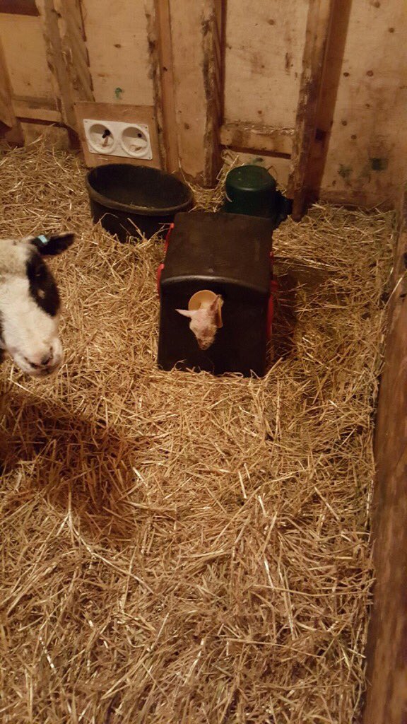 HaystinH's tweet photo. Making use of the Woollie Warmer for a hypothermic lamb. It worked! A must have for lambing! #sheep365 https://t.co/Zm0yAAscRx