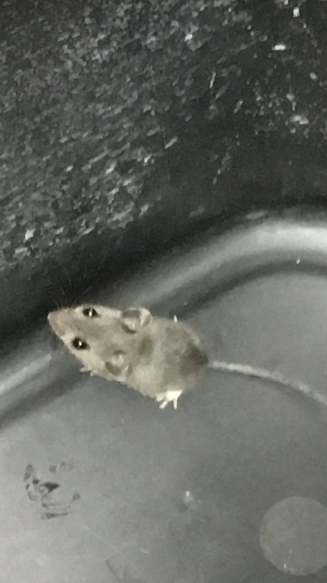 Mustachio_Davis's tweet photo. Met this little guy at work yesterday ISNT HE THE CUTEST https://t.co/hUpM4LCDaZ