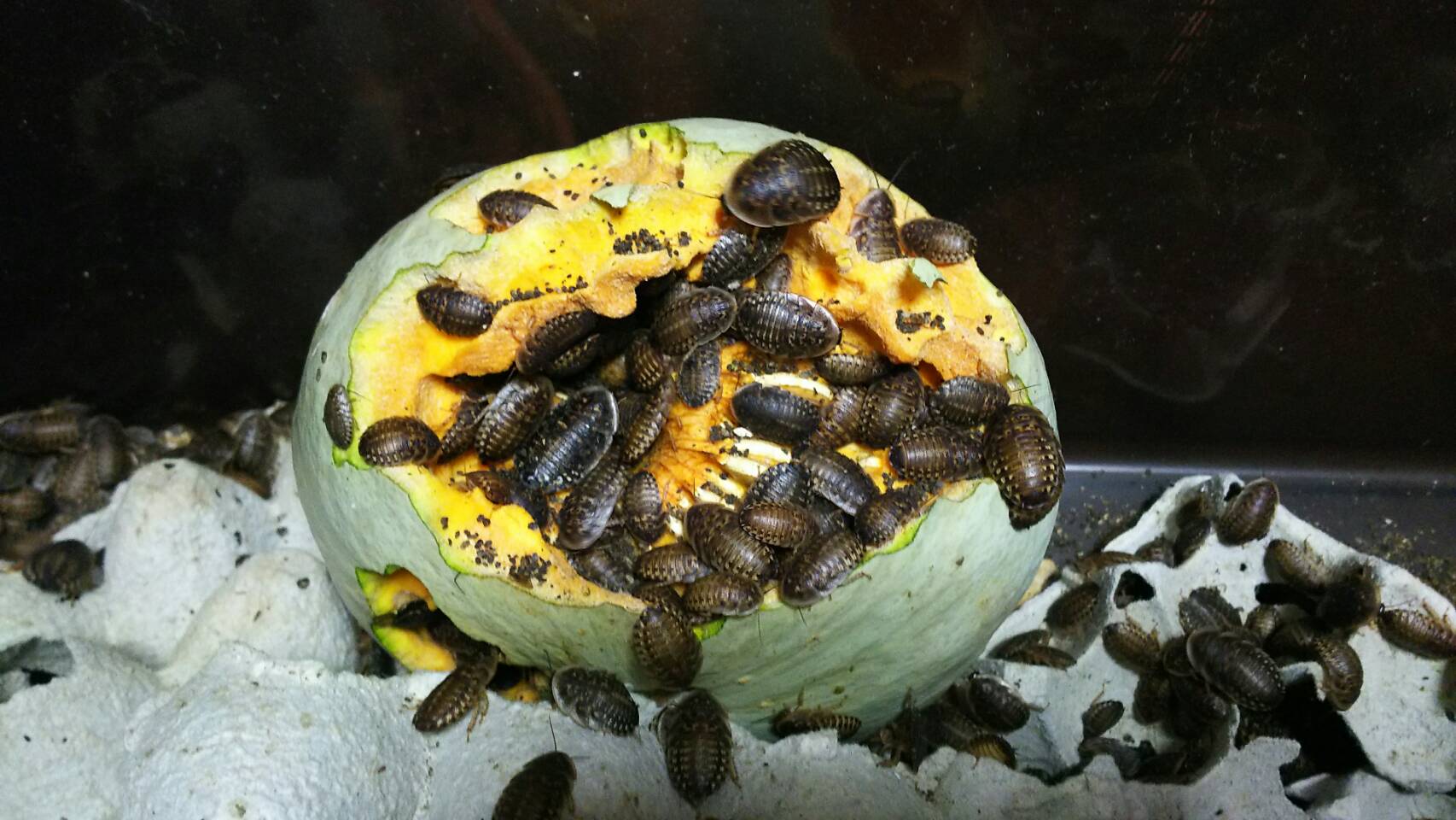 デュビアジャパン株式会社 No Twitter デュビアって素敵 かわいいよね 昆虫食 昆虫食品 食べられる虫 デュビアジャパン プレタディギュステ Kibo