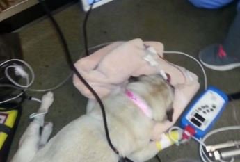 komonews's tweet photo. Euthanasia drug found in dog food, voluntary recall issued in Wash. &amp; 14 other states - https://t.co/0J124XSqxS https://t.co/aWS7FC5gb9