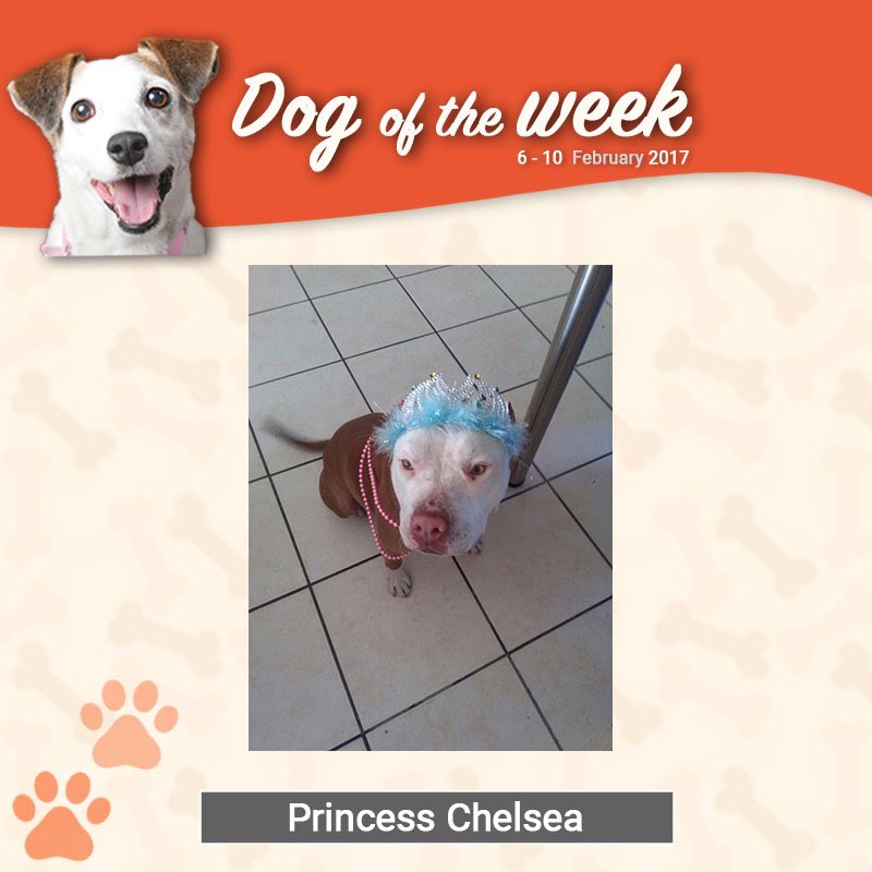 Beeno_ZA's tweet photo. We think Prince Chelsea is well deserving of the crown for this week's #Beenodogoftheweek. https://t.co/VZTJNx0zoM