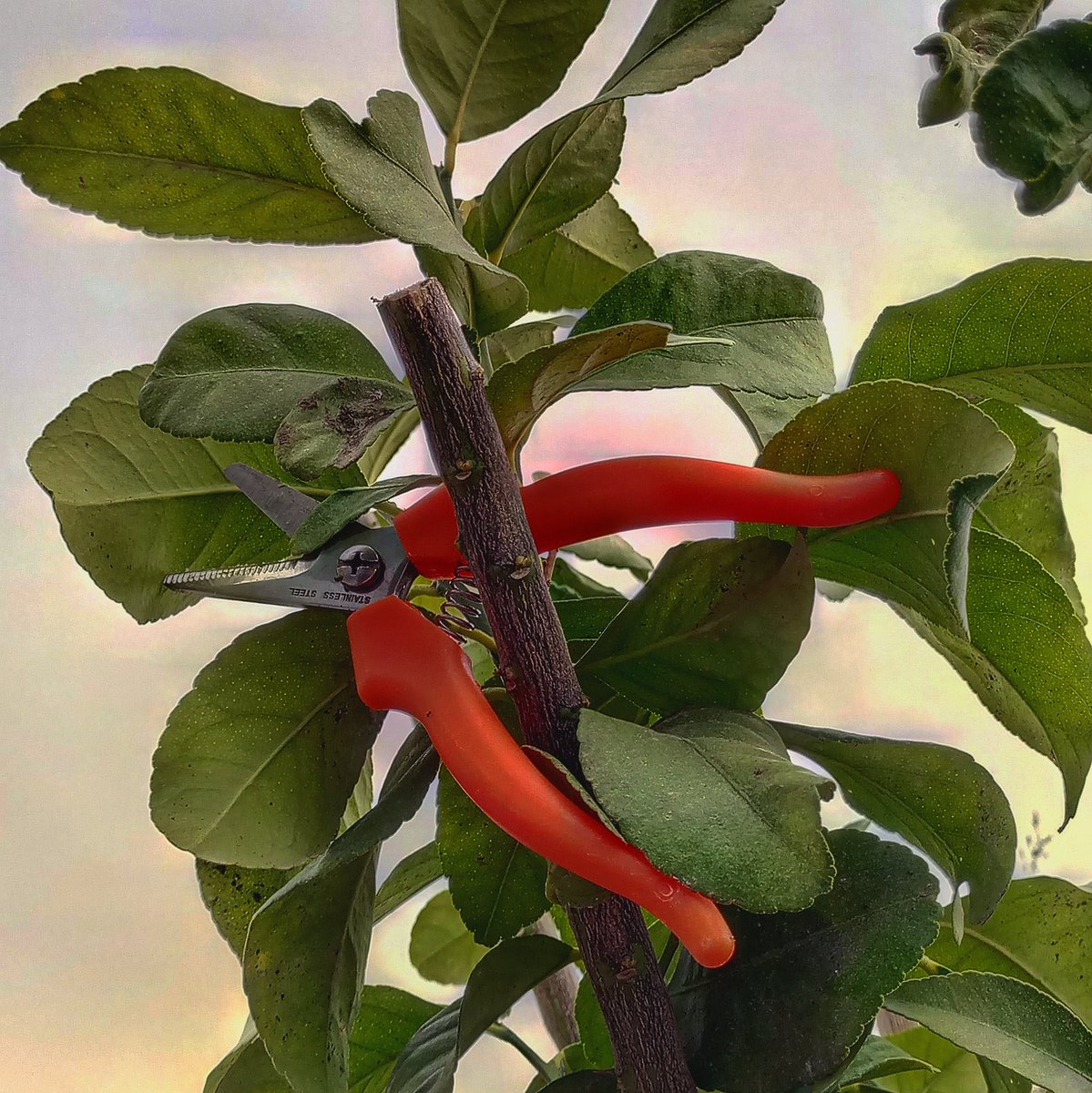 handpruning's tweet image. A new fruit Tree 😀🌳🍊 #prune🌷 
#homegardening #handpruning #homegarden#planters #planter #lemontree #lemontrees #fruittree #fruittrees