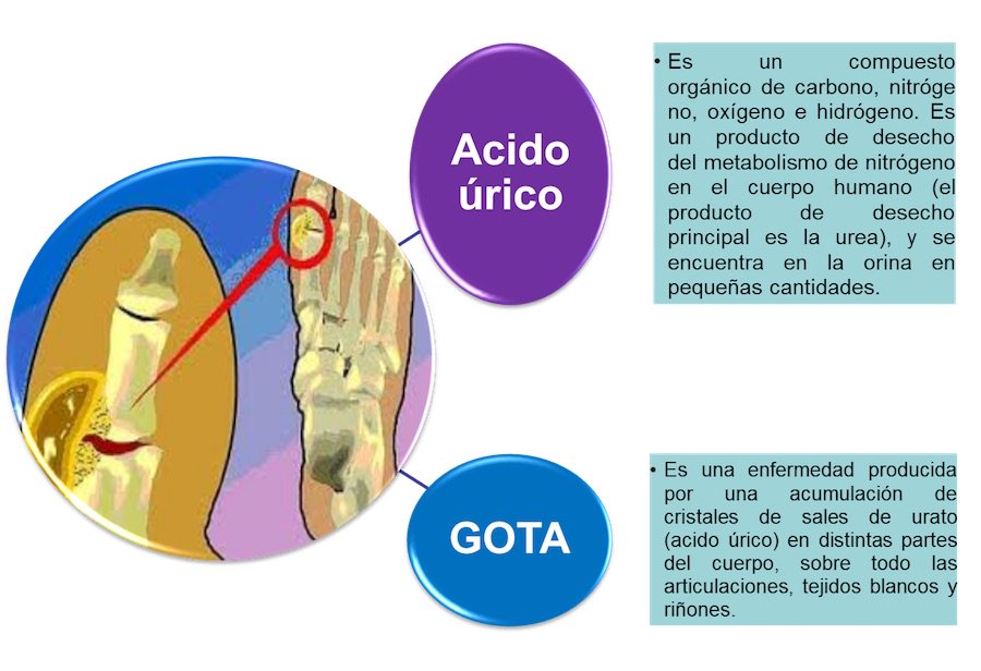 Acido urico rangos normales