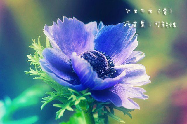 טוויטר 君に贈る誕生花 בטוויטר 4 1 フェンネル 花言葉 強い意志 4 2 アネモネ 青 花言葉 可能性 4 3 タンポポ 花言葉 また逢う日まで 4 4 クローバー 花言葉 私を思って T Co Ury7ewsj2q