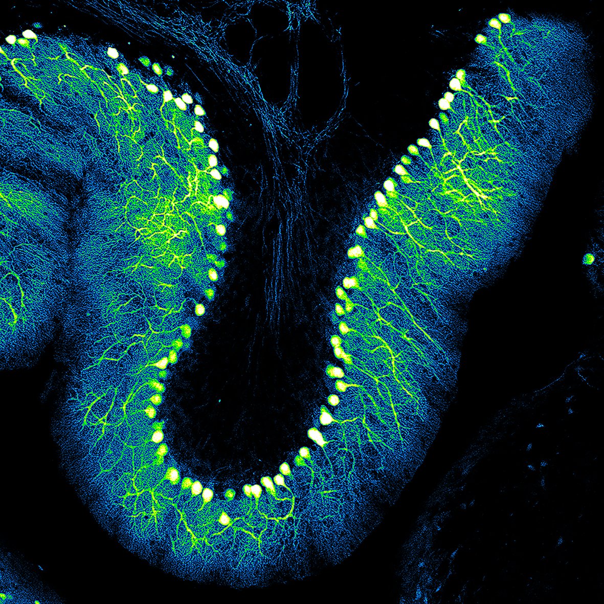 PeppeGanga's tweet photo. Des outils innovants pour étudier les circuits neuronaux https://t.co/C5wIO6vLzB à lire dans #CNRSleJournal #BlogNeurosciences https://t.co/3Y5Gw3hMxJ