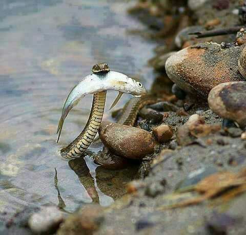 صقر السعودية (@shjfssd68955) on Twitter photo 