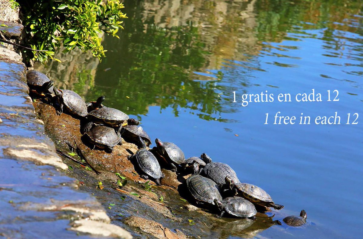Golftorrequebra's tweet photo. Haz como las tortugas en el lago del 11. Ven a Golf Torrequebrada en grupo. Un jugador gratis en cada 12. @benalmadena @costadelsol https://t.co/Xd4eFdX9qO