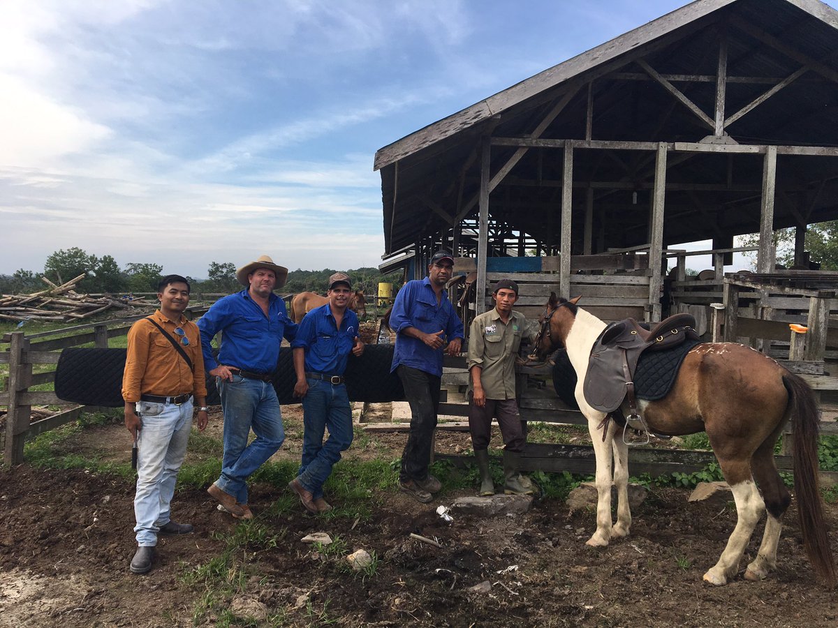 appletreeflatnz's tweet photo. @IndigLandCorp @roseycatherine @dhistirapratama Our exchange team frm W.A ready for weaner training Jungle style #kudaqueen #indobreeder https://t.co/bmxMmjN8MX