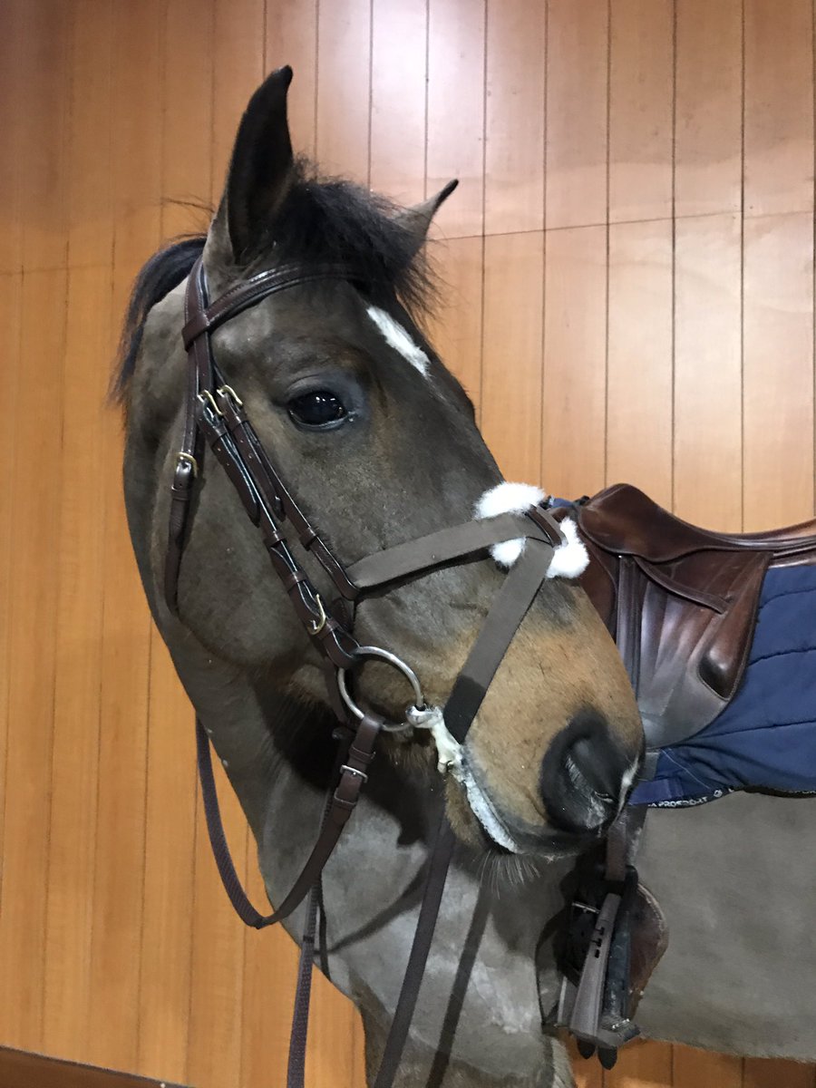 HelenBates96's tweet image. Barney got to try out his new @KateNegus elastic grackle today- I think he approves!