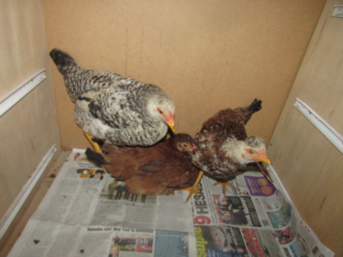 Ct Cilgin Tavuklar Cilgintavuklar Twitter