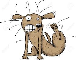 Naturally_Dogs's tweet photo. Ways to deal with a #DogScratching holistically & quickly https://t.co/QH1U9iiOjx #dog #dogs #canine https://t.co/h0Z8RQ0Zv5