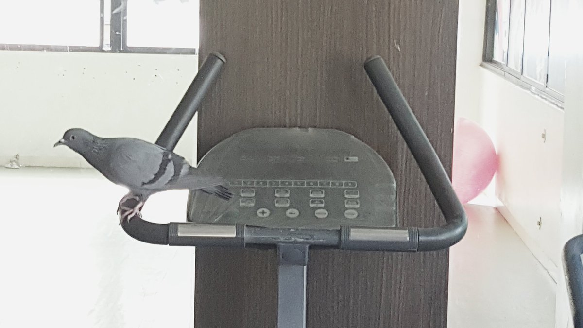 shawnapandya's tweet image. When the bird ahead of you just won't give up the machine. 💪🐦

#indiaproblems #fitness