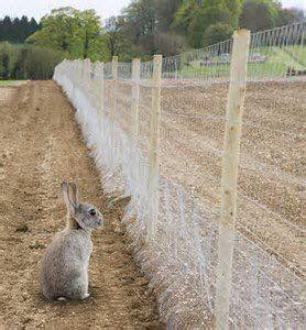 UK Government takes drastic action in Lettuce Crisis. "We're going to build a fence and the rabbits will pay for it," said the PM.