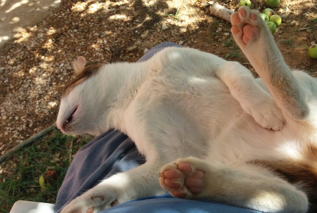 Önce hayvanları sevip güvenlerini kazanmak sonra da...