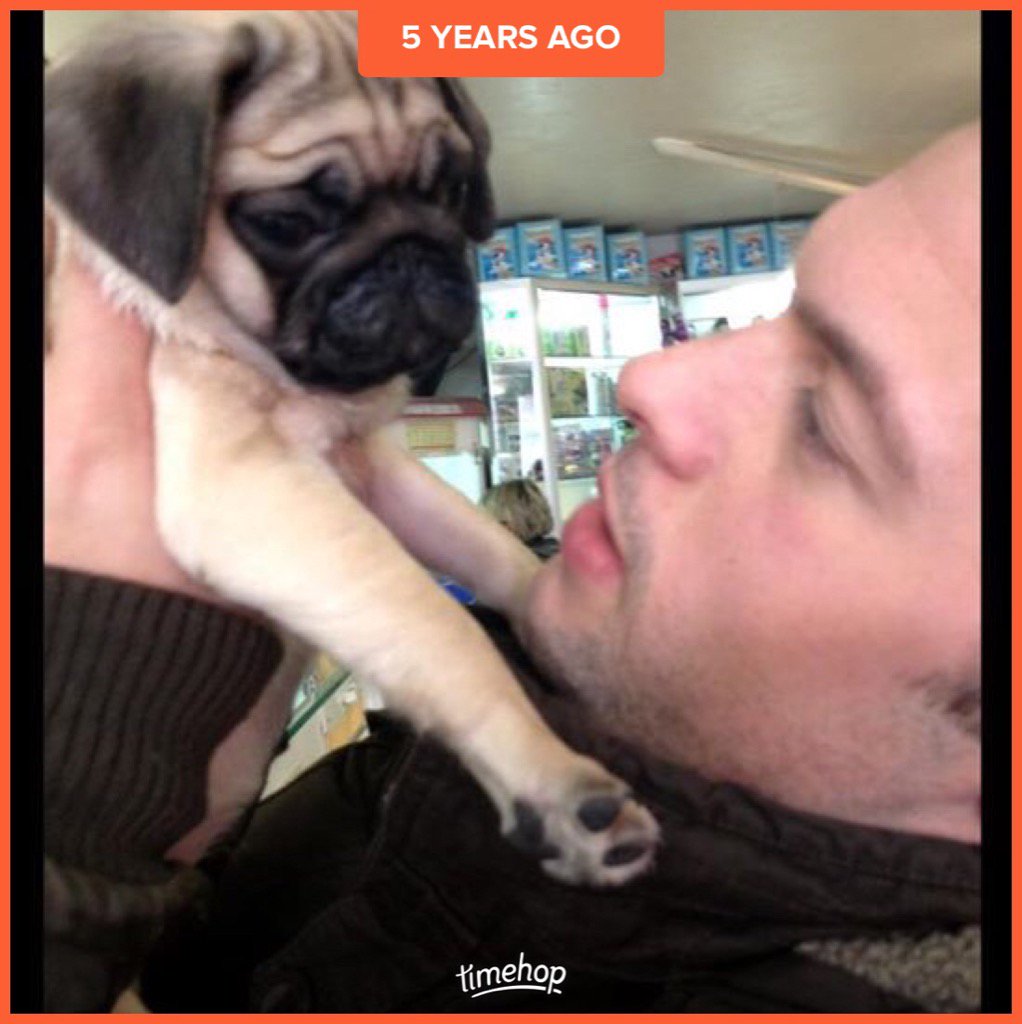 5 years ago today this little man came into my life #bob #pug #love