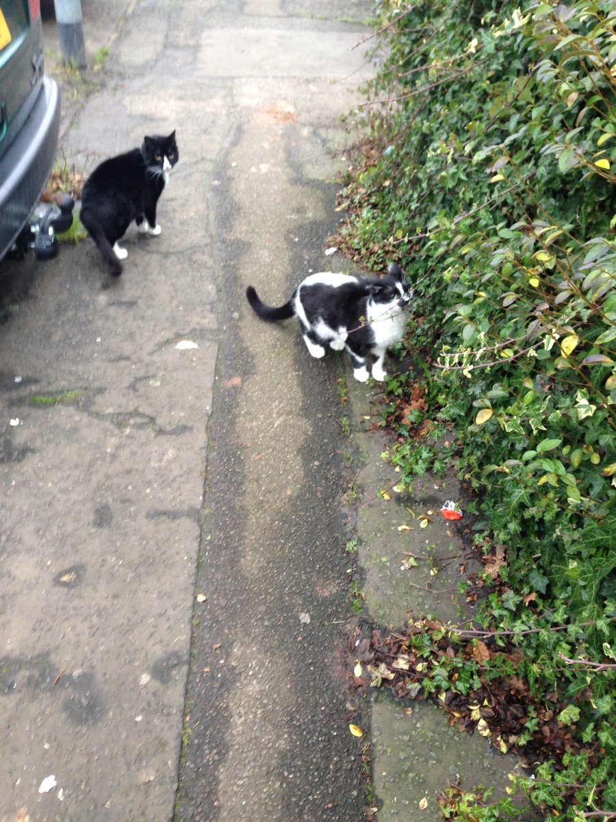 FindPeterPonce's tweet photo. Now god love my little #tuxies #PeterPonce #PippyPonce escorts on road π no idea where #PerryPonce is will go looking soon π©π #CatsOfTwitter https://t.co/WmXQ13C80d
