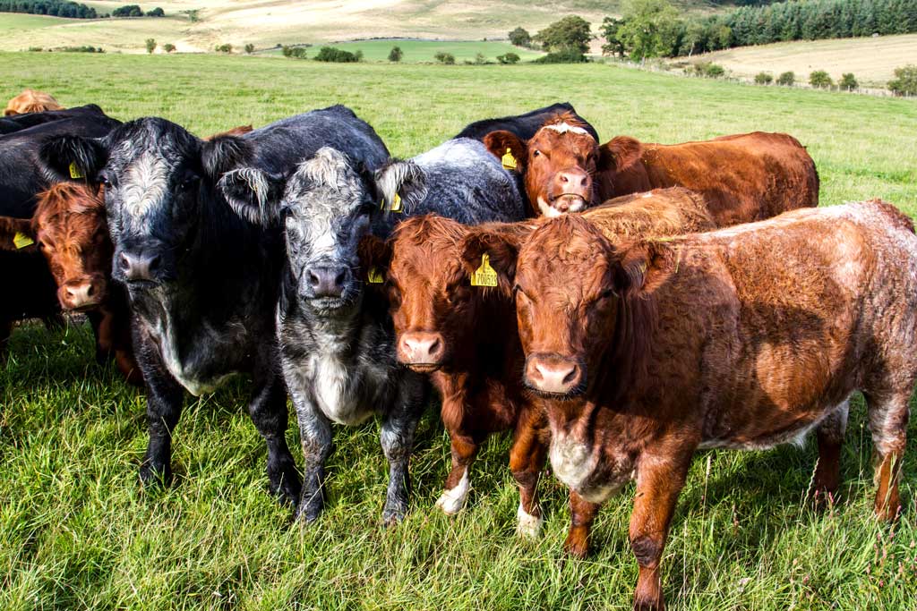 SoilAssocScot's tweet photo. It's a great time to consider #organic conversion! Closing date for applications 31 March https://t.co/j0XzqCVdBr https://t.co/LPuboPeG6q