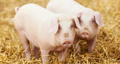 mrcvsonline's tweet image. In case you missed it: Views sought on veterinary medicines containing zinc oxide mrcvs.co.uk/en/news/15469/… …