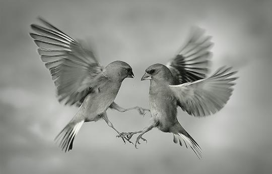 любовь животных. влюбленные голубки. голуби в небе. влюбленные голуби. влюбленные голуби.