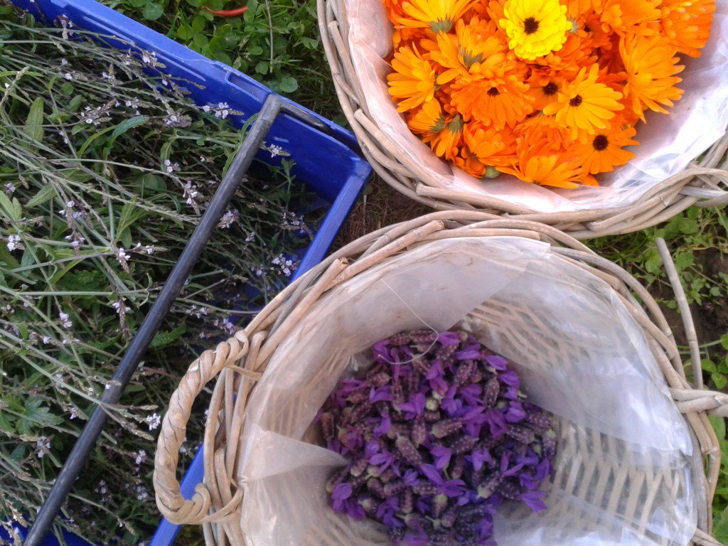 meadowsweetorg's tweet photo. Seasonal Herbalism Course https://t.co/X8G7h2QrMK https://t.co/JVvulPmiH1