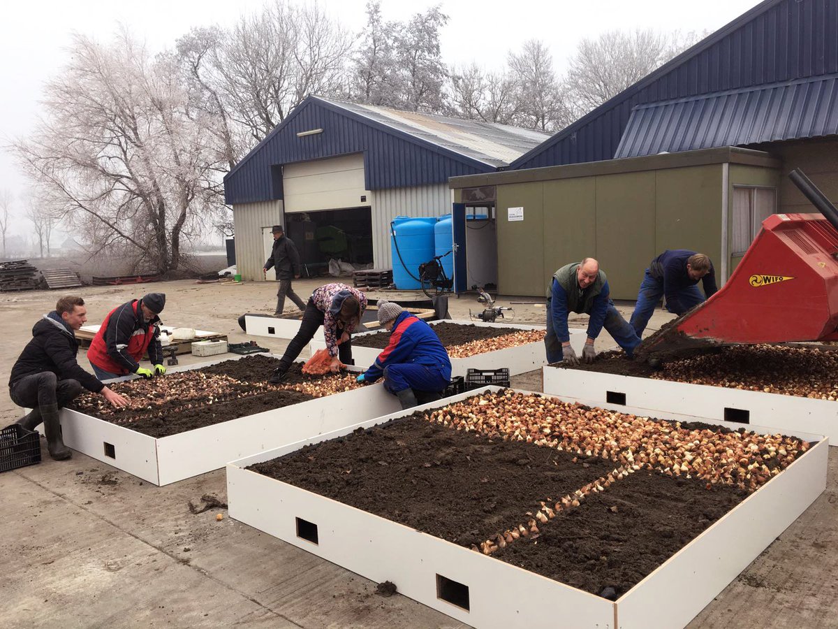 Omdat het het jaar van #Mondriaan is, hebben wij voor de #Tulpenroute speciale Mondriaanbakken gemaakt. Met dank aan Anno2000 voor de bakken
