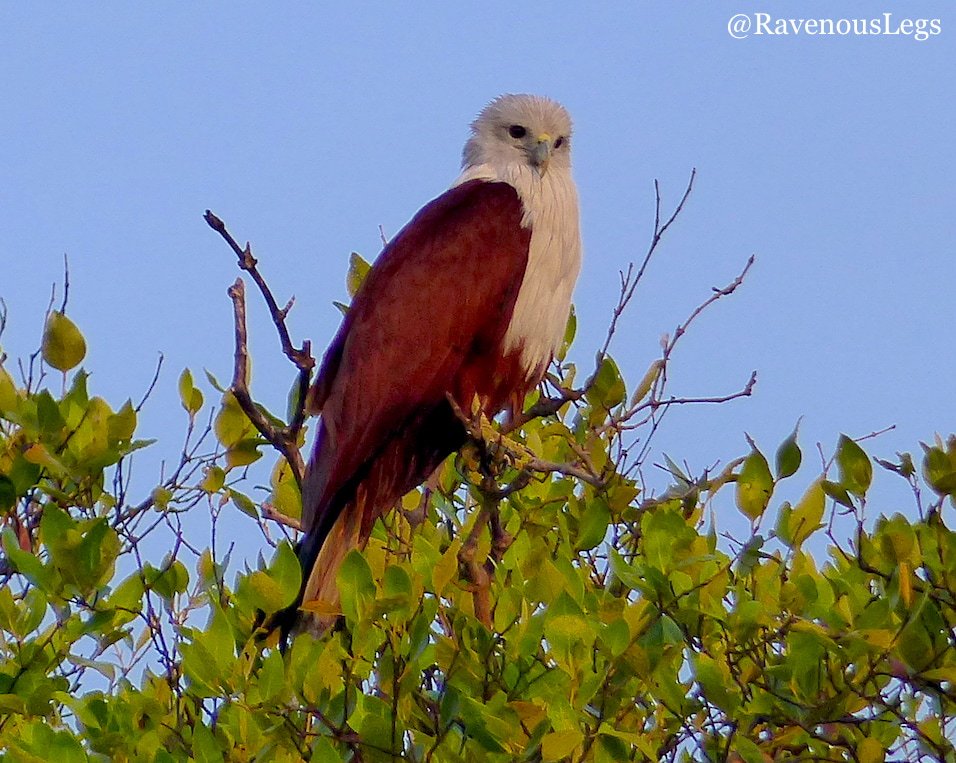 Blog: Salim Ali bird sanctuary at #ChoraoIsland #mandoviRiver #offbeatgoa #wildlife #mangroves #travelblogger #ttot
ravenouslegs.com/blog/salim-ali…