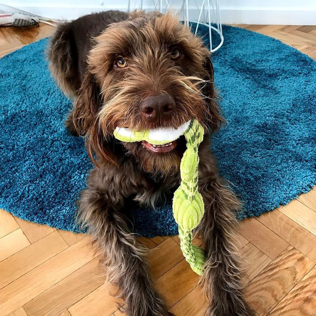 labraniche's tweet photo. well, good morning everyone! #labradoodlesofinstagram #labradoodle #spain #ilovespain https://t.co/CL4wIKZxf5 https://t.co/44RVZcBzgG