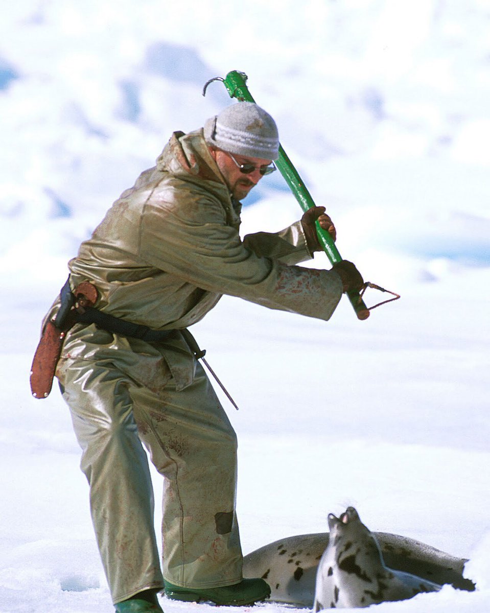 Every year in Canada out of season fishermen brutally murder thousands of baby seals just for their fur. #OpNo2Fur