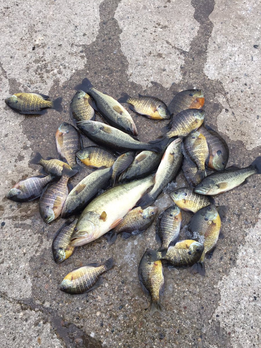 MattMusfeldt's tweet photo. Had a good weekend of ice fishing! Even though I got my butt https://t.co/v144aNqoWZ  @ckfrank414 ..It's better than working! https://t.co/P2CKmDwfGE