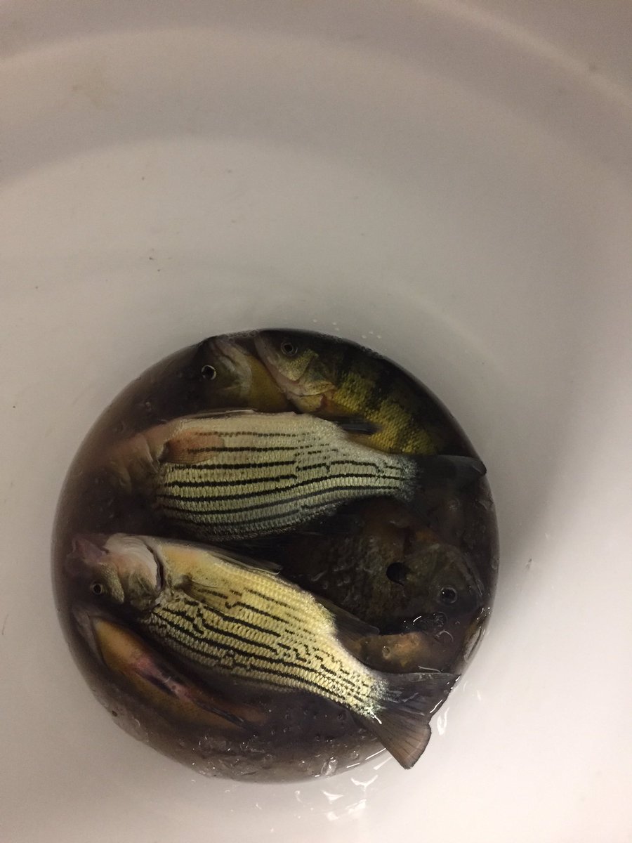 MattMusfeldt's tweet photo. Had a good weekend of ice fishing! Even though I got my butt https://t.co/v144aNqoWZ  @ckfrank414 ..It's better than working! https://t.co/P2CKmDwfGE
