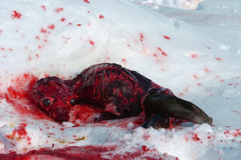 @ruthtaka @JustinTrudeau @CBC @cbcnewsbc @CBCAlerts @h0t_p0ppy @moejunko @Canine_Rights @makemebelieve1 @CBCNorth @damiankucich @CBCOttawa 97% of  #Canadian #seals killed are under 3 months of age &the majority less than one month old. #Shameless #savagery #EndTheHunt #OpNo2Fur  @CBC @JustinTrudeau #Newfoundland @NewFoundLand @NovaScotiaNews @CBCAlerts