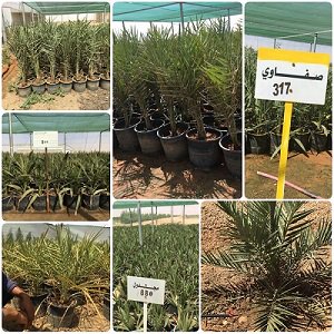 ورعان سوالب تويتر