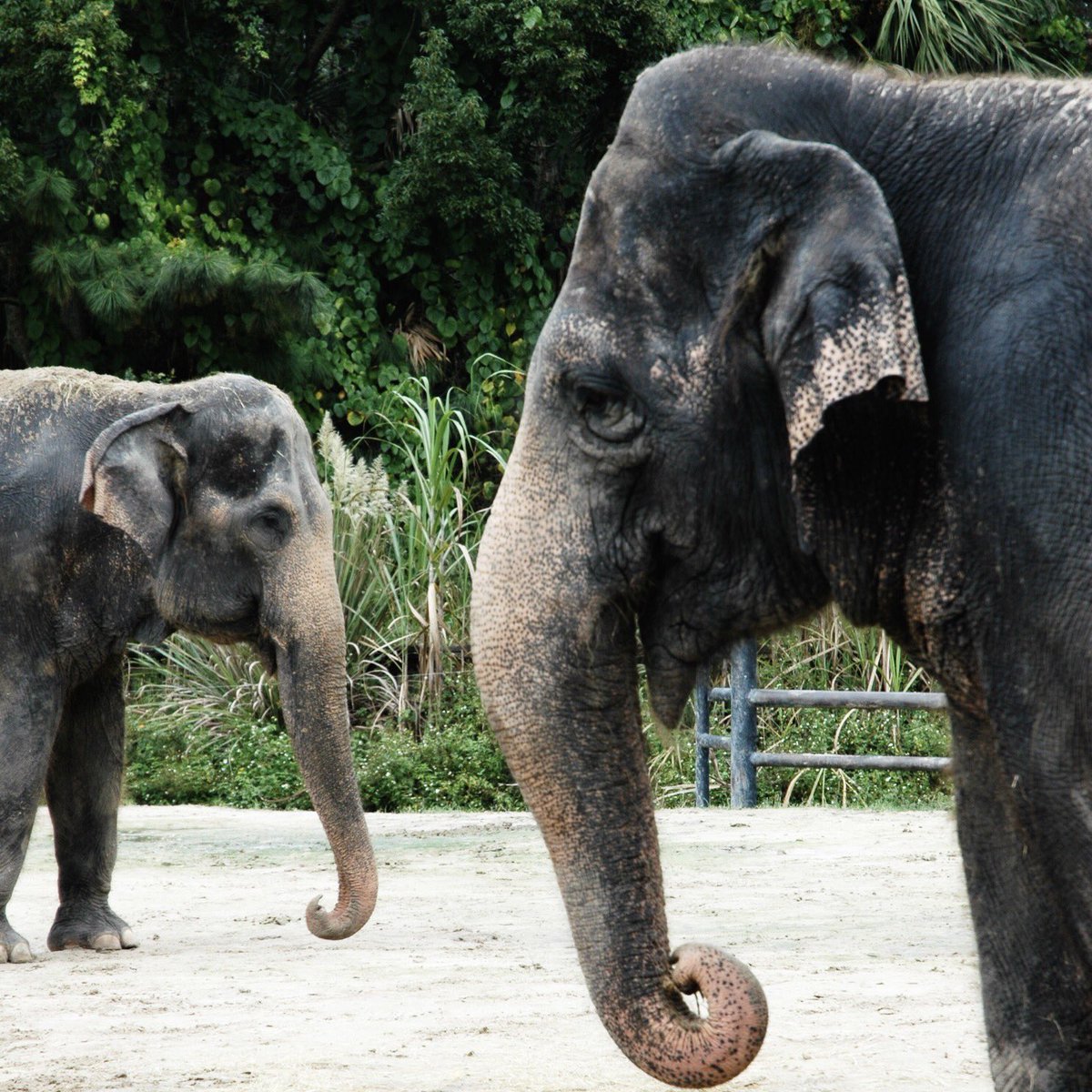 Looking forward to working w/ the Central Florida Zoo at this year's Day and Knight of Service on February 25th! Sign up now (link in bio)!