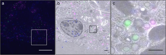 Cytiva's tweet photo. Journal alert! Take a whole new look at CLEM with a paper in the latest issue of Scientific Reports! #DeltaVisionOMX https://t.co/EWZxpYigET https://t.co/WGsIsdvIlT