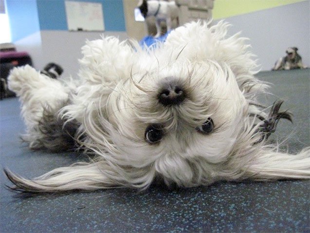 PetGuideTweets's tweet photo. 10 Valentine’s Day Gifts For Your Puppy Love - Including a Dog Spa Day from @dogtopia    https://t.co/FciRsCcpVl https://t.co/qhl62YpDQ3