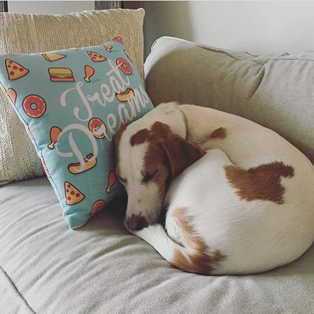 RighteousHound's tweet photo. Treat Dreams 🍔🍟🌭🍗🍖🍕🌮🍰🍦Shop https://t.co/6uSzHSfaHq to get one #dogpillow https://t.co/Oiz2BF0oSu