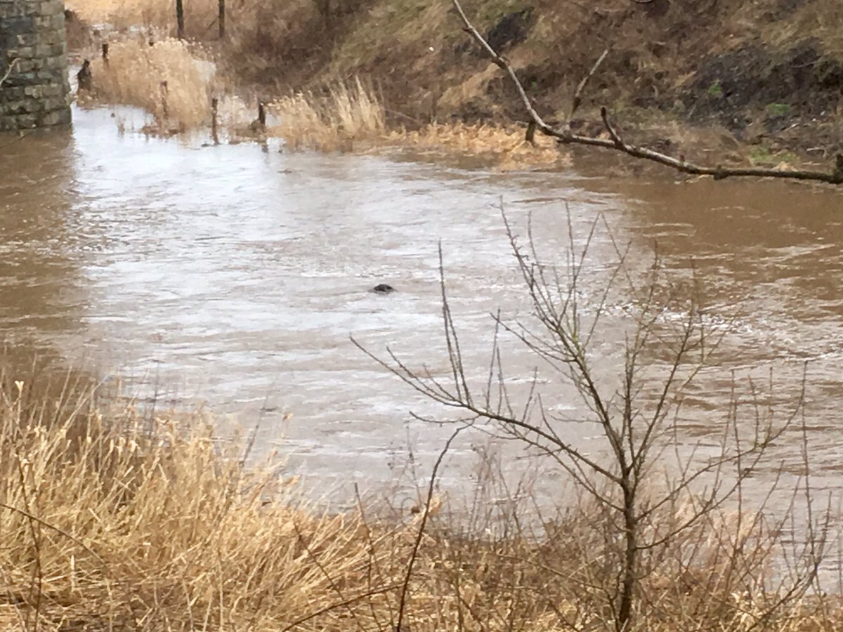 TailsCollie's tweet photo. We saw another otter today. Asha couldn't work out what the splashing was! 😂😂🐶 https://t.co/rv9ZQG6yZO