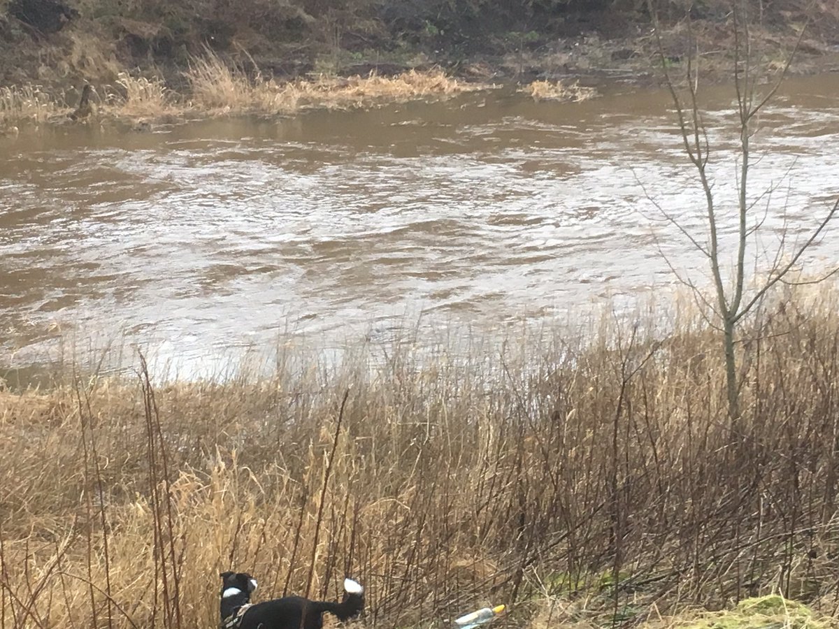 TailsCollie's tweet photo. We saw another otter today. Asha couldn't work out what the splashing was! 😂😂🐶 https://t.co/rv9ZQG6yZO