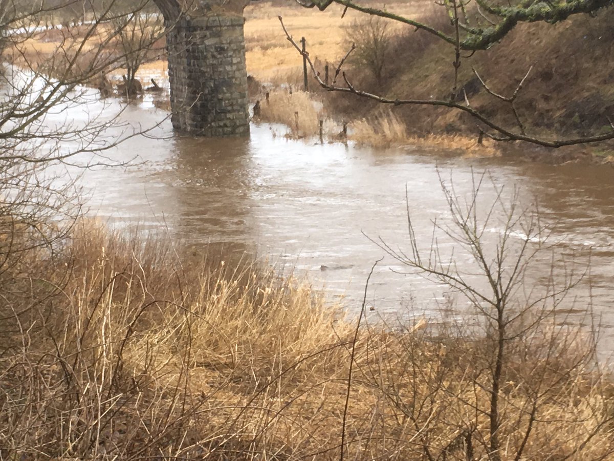 TailsCollie's tweet photo. We saw another otter today. Asha couldn't work out what the splashing was! 😂😂🐶 https://t.co/rv9ZQG6yZO