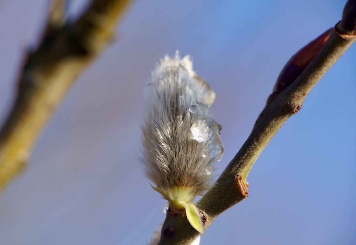 RoseNWF's tweet photo. #OlympicPark what a surprise little catkins sprouting up already @BSBIbotany @plants_nature @plantmorphy https://t.co/KJqBPKVG0e