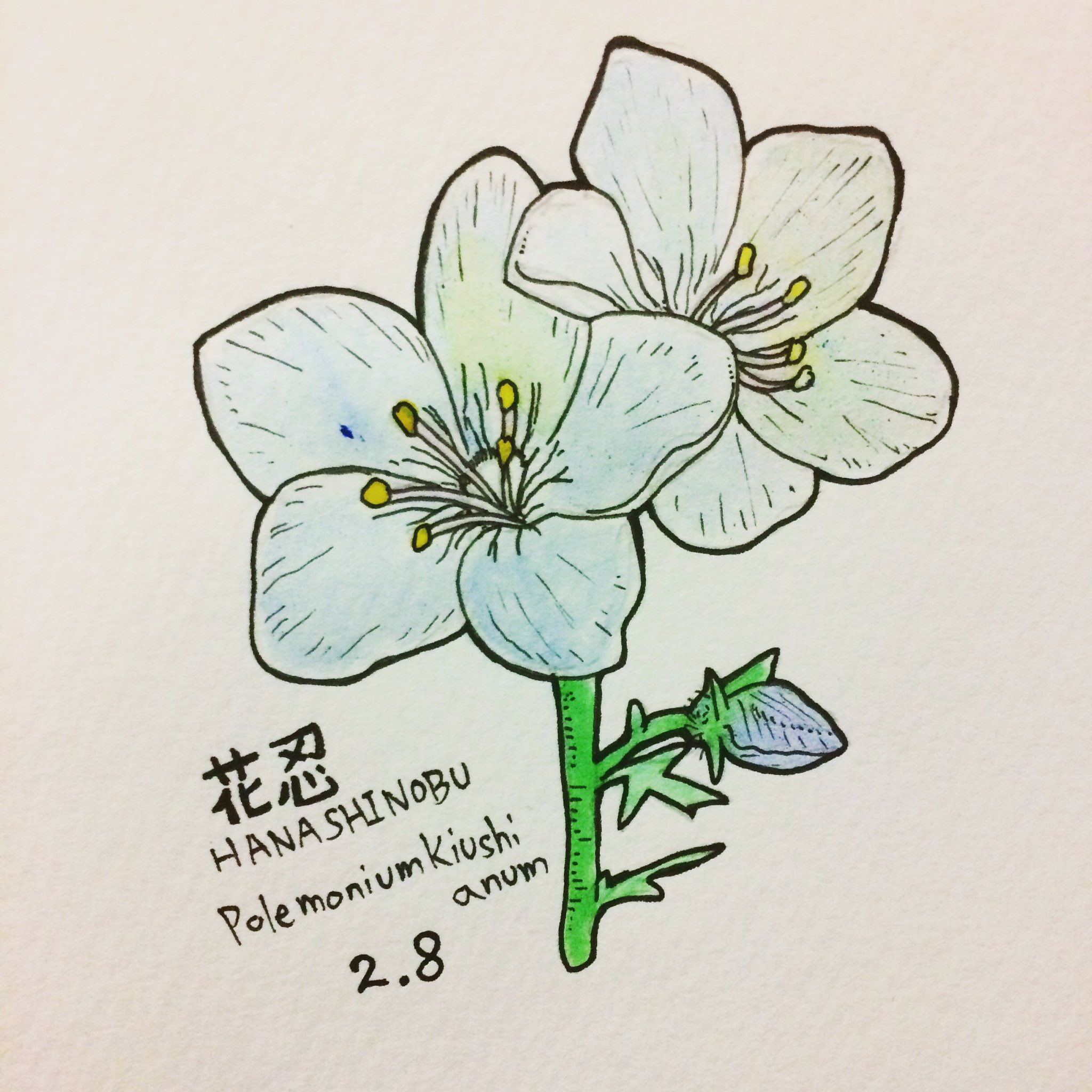 Uzivatel Askart アスカート Na Twitteru 今日の誕生花 D ハナシノブ 花言葉は野生美 野生の美学 D 野生的って素敵 D イラスト おきなわ イラスト王国 お絵描きさんと繋がりたい 絵描きさんと繋がりたいんだけどもどうしよ 絵描きの輪