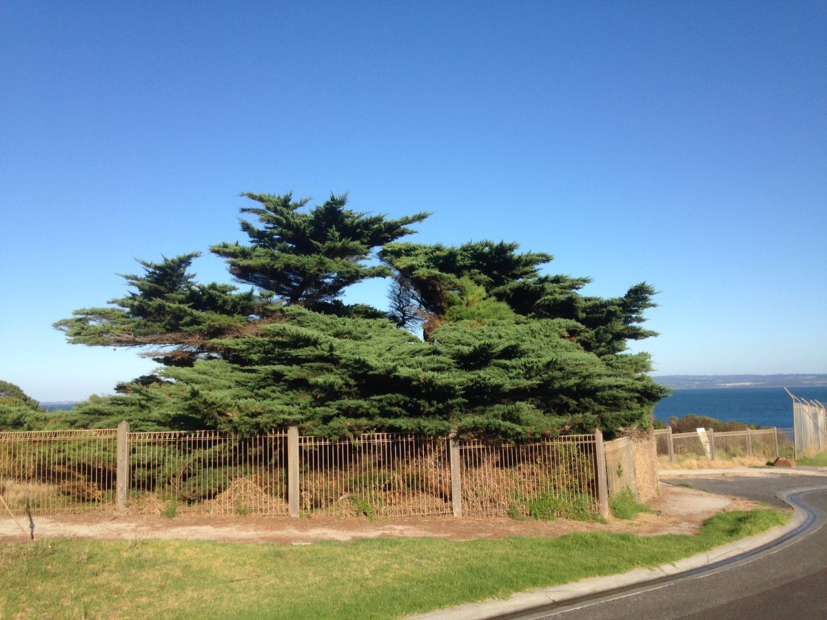 PIWalkabout's tweet image. Cptn Grossard's dying wish was to be buried under this tree overlooking McHaffie Teef
