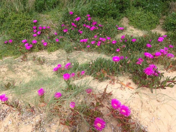 PIWalkabout's tweet image. Highlights of Phillip Island Walkabout