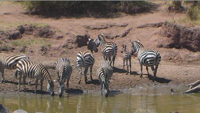 A quick visit to quench thirst at the water hole #commonzebras on #africacam @exploreorg