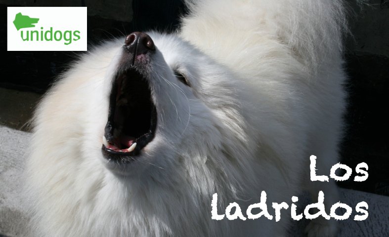 unidogscom's tweet photo. ¿Tu #perro ladra demasiado, problemas con los vecinos? 
Aquí van unos pequeños consejos para https://t.co/hwawFQUruw
https://t.co/tFF16v4Qaa https://t.co/bnTHNEoNWP