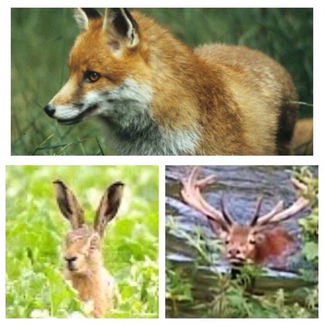 Labour4Animals's tweet photo. #PMQs MP Villiers asks PM re animal welfare post Brexit. Tks but maj. UK WANT this NOW
🐺 #KeepTheBan
🎥 Slaughterhouse CCTV
💀 NO #badgercull https://t.co/SKpzj7IpEn