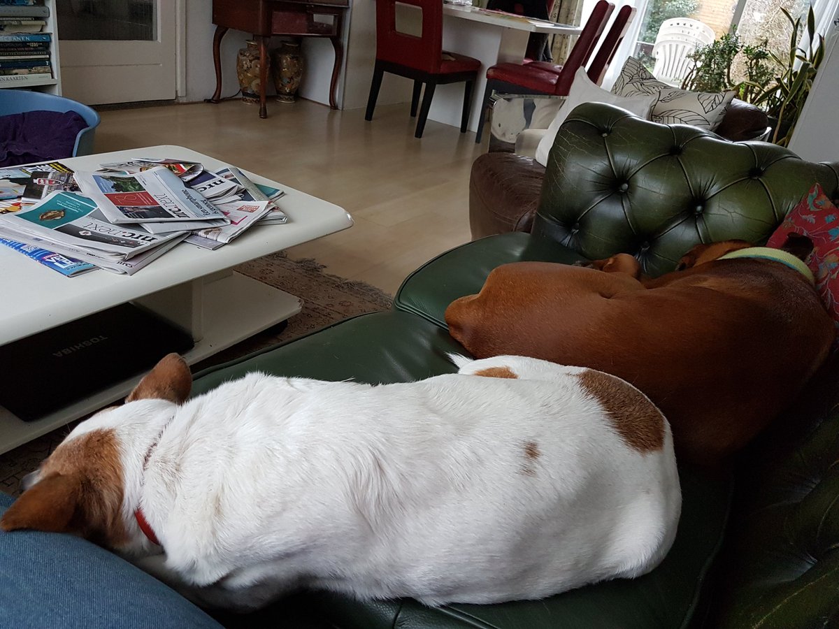 EvaShadowgirl18's tweet photo. It's nice and quiet here 😊 but when I move they move #Shadowdogs https://t.co/27zgZLI4fb