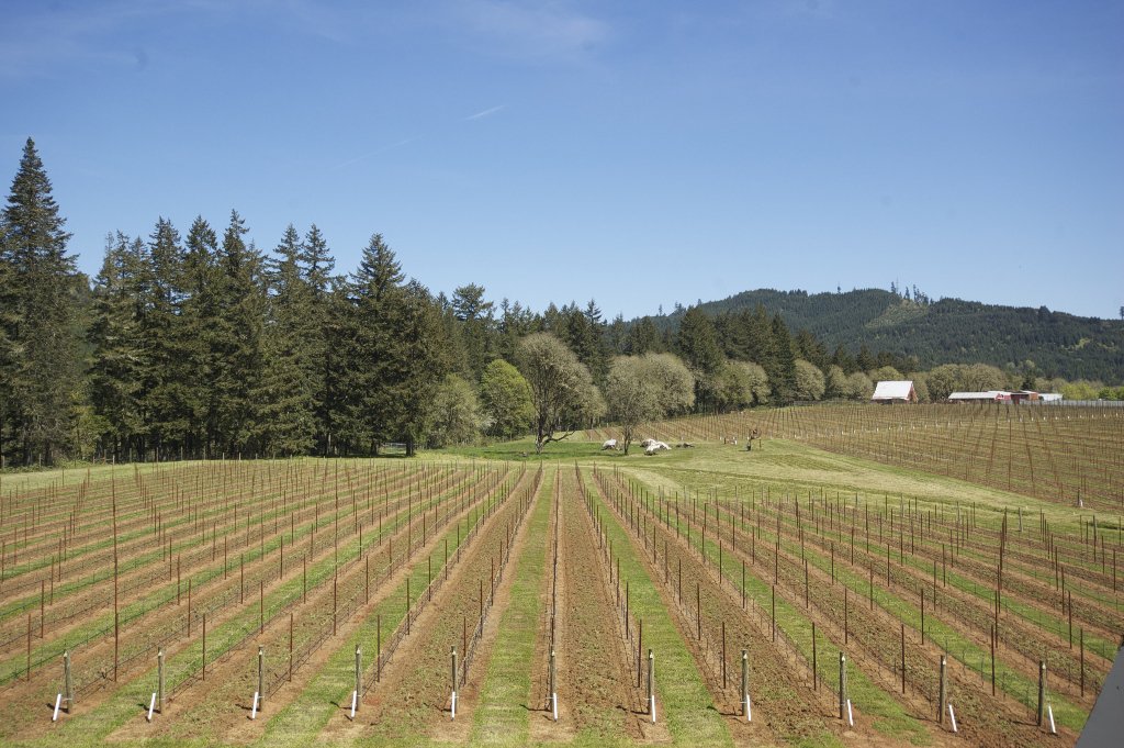 vineyard_posts's tweet image. #pali_per_vigneti #pali_in_acciaio #steel_posts #vineyard #piquets_de_vigne